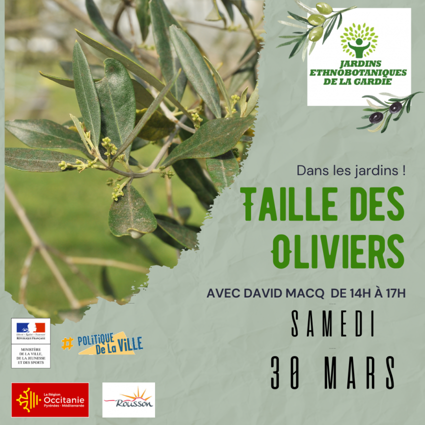 Taille des Oliviers 2024